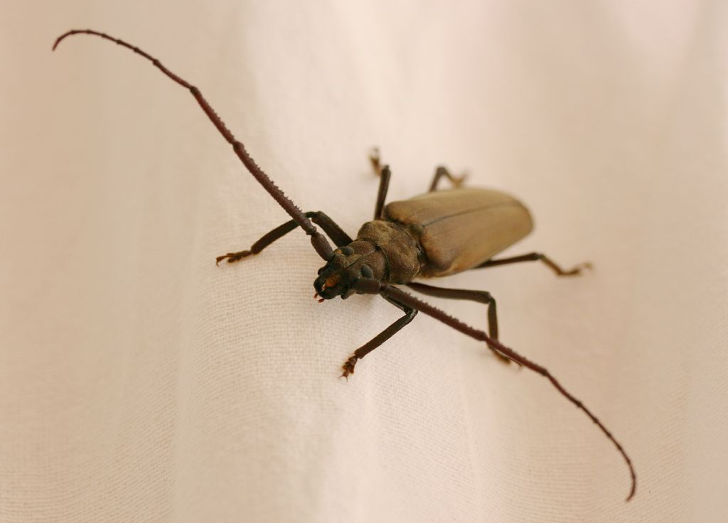 Capricorno della quercia? Quale? Aegosoma scabricorne